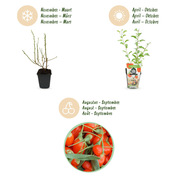 Goijbes - Lycium Barbarum - Rustique - 6 Plantes - Pot 9 cm - Orange - Fruit Rouge