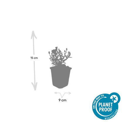 Aster (D) 'Professor Anton Kippenberg' - ↕10-25cm - Ø9cm - 24x