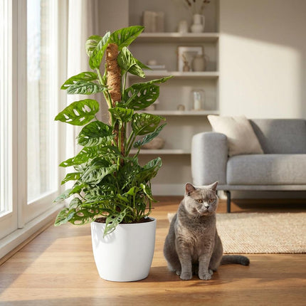 Monstera Andansonii Moss Pole - Monkey Mask - z białą doniczką - ↕90cm - Ø19cm