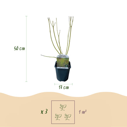 Cornus alba Flaviramea - Grønne Grene - 1 plante - ↕45cm - Ø17cm