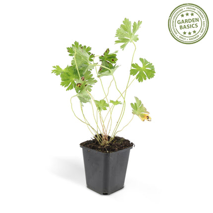 Geranio Rozanne - Cranesbill - ↕10-25cm - Ø9cm - 48x