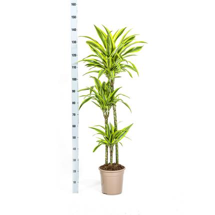 Dracaena Deremensis Lemon Lime met mand - ↕130-150cm - Ø24cm