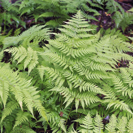 Dryopteris filix-mas - Mannetjesvaren - ↕10-25cm - Ø9cm - 24x