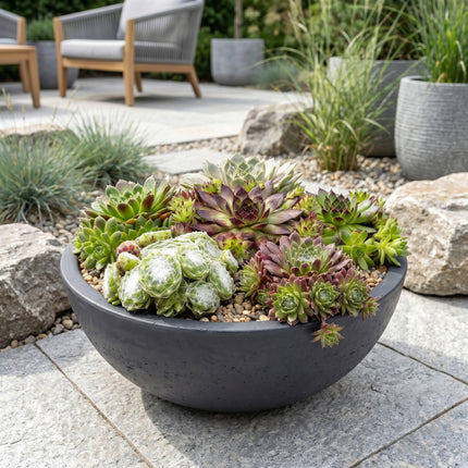 Sempervivum Big Sam - Ø7cm - ↕10-12cm - 24x
