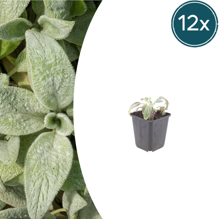 Stachys byzantina 'Silver Carpet' - Ezelsoor - ↕10-25cm - Ø9cm - 12x