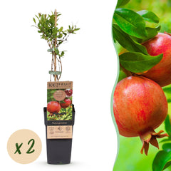 Collection image for: Granaatappelboom