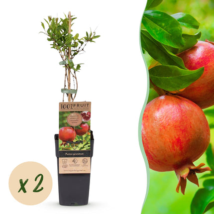 Punica granatum - Melograno - Resistente - Frutto rosso-arancio - 2 piante - Vaso da 15 cm - Altezza 50 cm