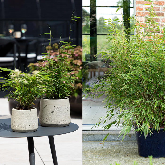 Bamboe - Fargesia mix Rainbow - Zwart, Rood, Blauw en Groen - 4 Planten - Bladhoudend - Niet Woekerend- Pot 14cm Hoogte 35cm
