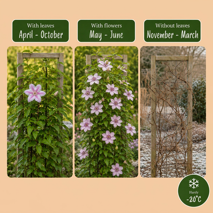 Clematis Nelly Moser - Bosrank Nelly Moser 6x - Wit - Roze - Klimplant - Ø9cm - ↕35cm