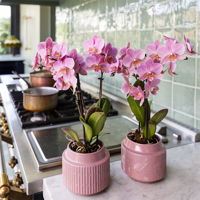 COMBI DEAL van 2 Roze Phalaenopsis orchideeën - Treviso - Ø9cm | bloeiende kamerplant
