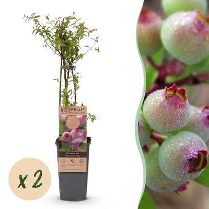 Vaccinium cor. Pink Lemonade - Arándano rosa - Resistente - Bayas rosas - 2 plantas - Maceta de 15 cm - Altura 50 cm