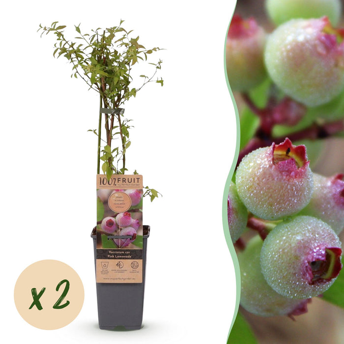 Vaccinium corymbosum Pink Lemonade - Roze Bosbes - ↕50cm - Ø15cm - 2x