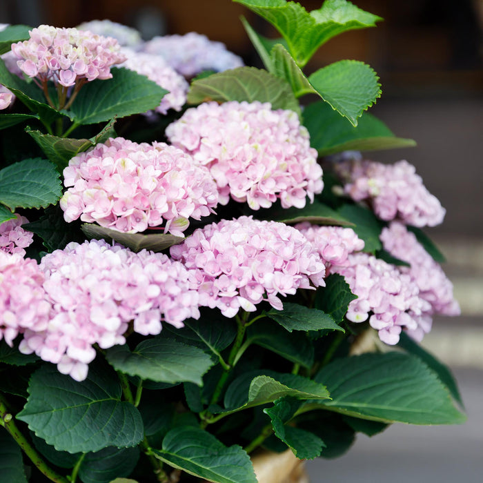 Terrasplant - Hortensia - Hydrangea Magical Revolution Pink - Pink - 6-10 Bloemen - 2 Planten - Pot 23cm Hoogte 55cm