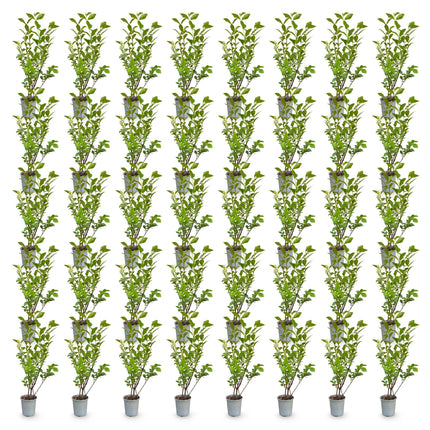 Ligustrum ovalifolium - Gewone Liguster - 40x Haagplanten - Groenblijvend - Groen - Pot 9cm - Hoogte 35-45cm
