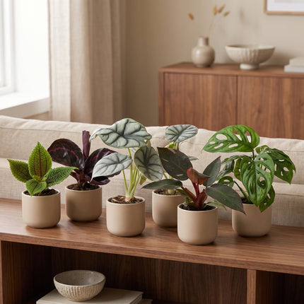 Baby Planten Jungle Mix - Diversen 6x - Tropisch - Ø6cm - ↕10-15cm