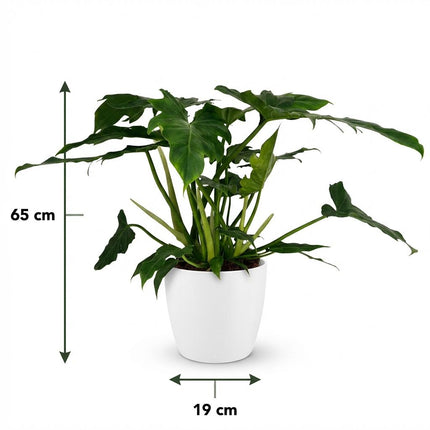 Philodendron Lacerum - met witte pot - ↕65cm - Ø19cm