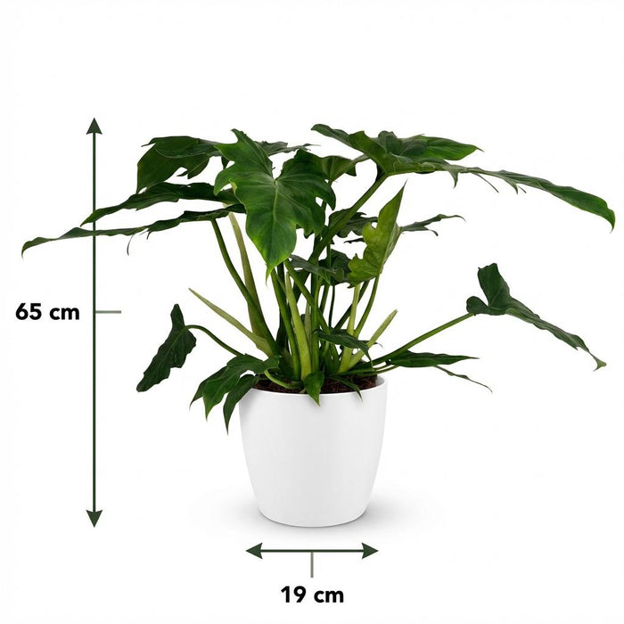 Philodendron Lacerum - met witte pot - ↕65cm - Ø19cm