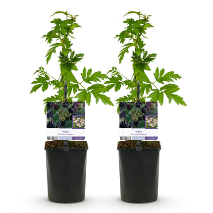 Thornless blackberry - Rubus Thornfree Evergreen - ↕40cm - Ø11cm - 2x
