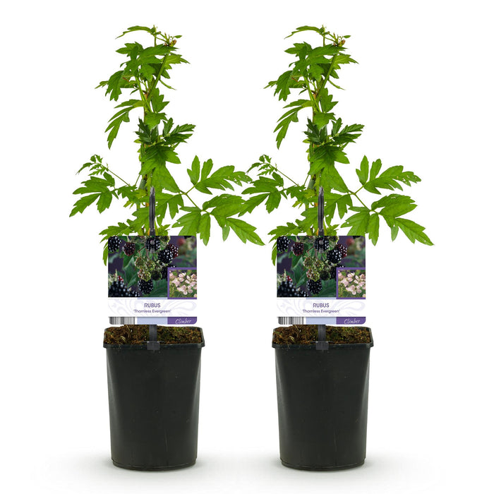 Fruitplant - Braam - Rubus Thornfree Evergreen - Zwarte Braam - Doornloos - 2 planten -  Pot 11cm Hoogte 40cm
