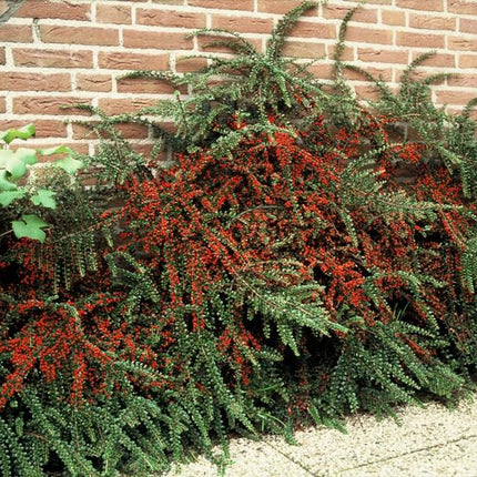 Cotoneaster horizontalis - Vlakke dwergmispel - ↕10-25cm - Ø9cm - 24x