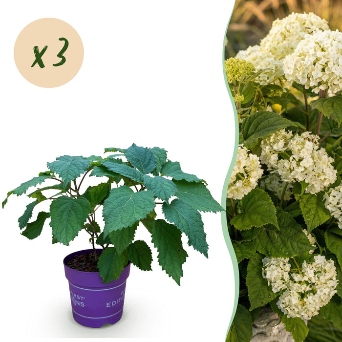 Hydrangea arborescens FlowerWOW - Hydrangea - Hardy - White - 3 Plants - 14cm Pot - Height 20-30cm