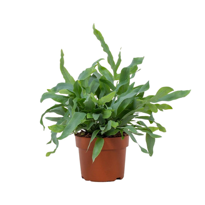 Phlebodium Blue Star - Blauwvaren - ↕32cm - Ø12cm