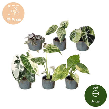 Baby Planten Variegata Mix - Diversen 6x - Tropisch - incl. Linnea Misty Blue - Ø6cm - ↕10-15cm