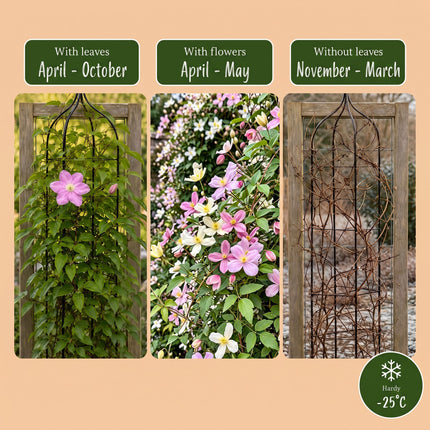Clematis montana Tricolour - Bergclematis 9x - Wit - Roze - Licht Roze - Klimplant - Ø9cm - ↕35cm