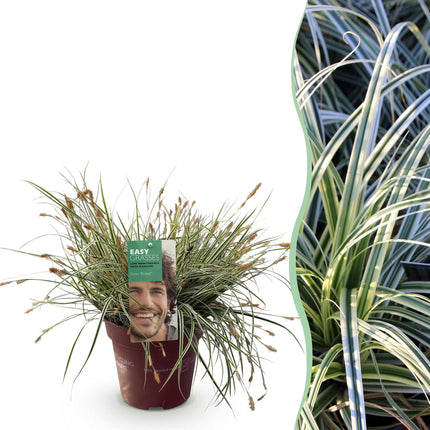 Carex oshimensis Everest - Carice - Bianca e Verde - ↕50cm - Ø17cm