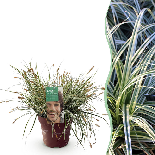 Carex oshimensis Everest - Zegge - Wit en Groen - ↕50cm - Ø17cm