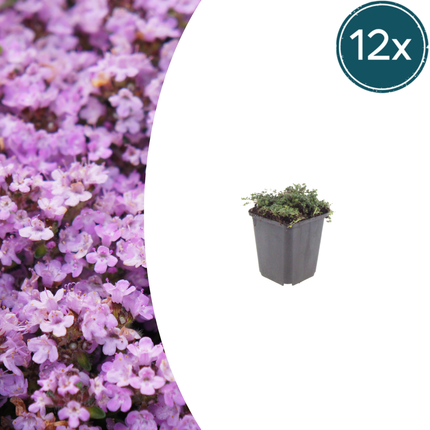 Thymus praecox 'Purple Beauty' - Creeping Thyme - ↕10-25cm - Ø9cm - 12x