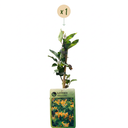 Lonicera tellmanniana - Tellmann-kamperfoelie - Oranje - Geel - Klimplant - Ø9cm - ↕35cm
