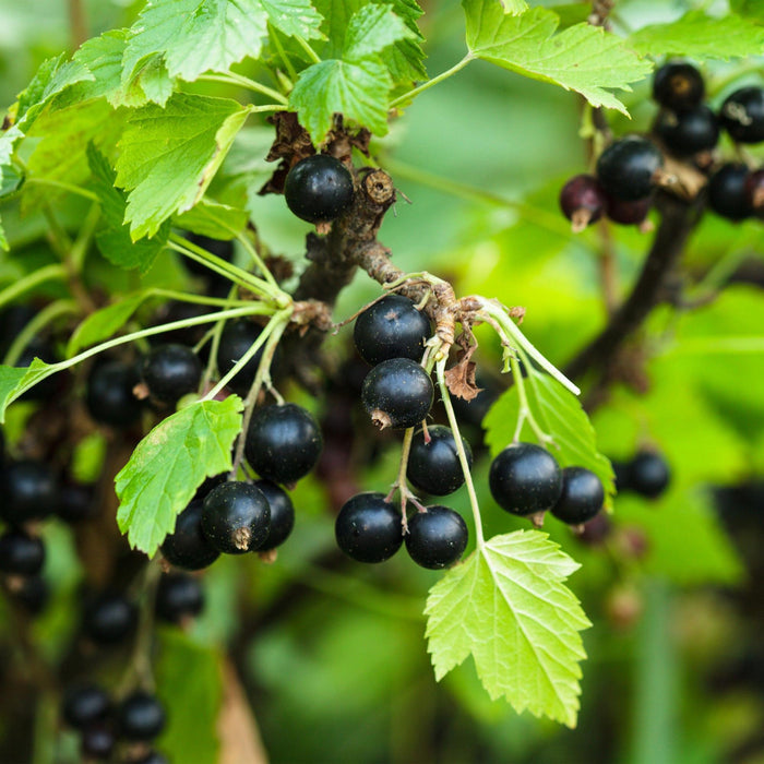 Ribes nigrum Titania - Pianta da bacche - Resistente - Ribes nero - 2 piante - Vaso 15 cm - Altezza 50 cm