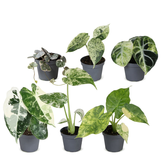 Baby Planten Variegata Mix - Diversen 6x - Tropisch - Ø6cm - ↕10-15cm