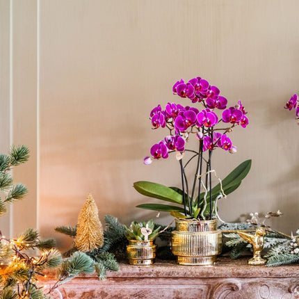 Kolibri Orchids | Gift Set Allure Shiny Goud - Witte Phalaenopsis Orchidee Mineral Amabilis & Succulent