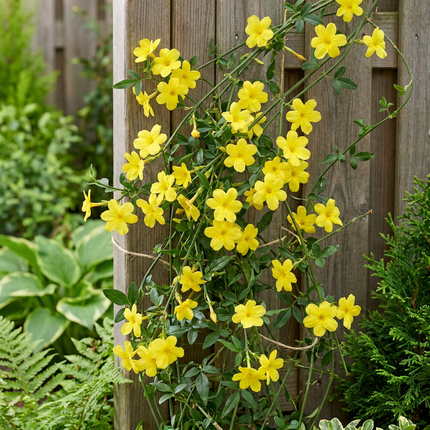Jasminum nudiflorum - Winterjasmijn 4x - Geel - Klimplant - Ø9cm - ↕35cm