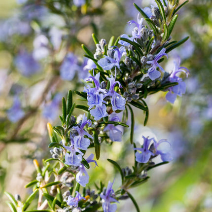 Rosmarinus officinalis - Rozemarijn - Paarse Bloem - ↕90cm - Ø19cm