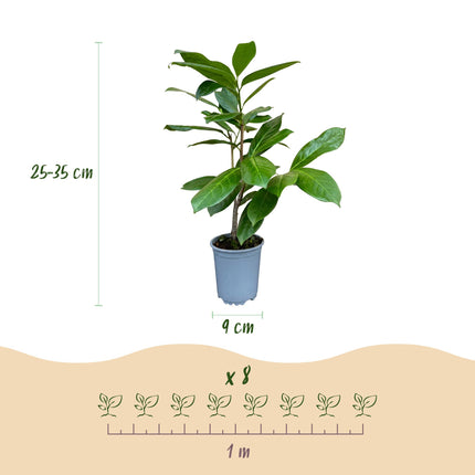 Prunus laur. Rotundifolia - Laurierkers - 24x Haagplanten - Groenblijvend - Groen - Pot 9cm - Hoogte 25-35cm