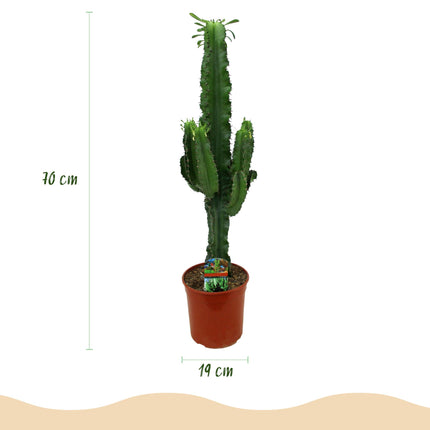 Euphorbia Eritrea - Afrykańskie drzewo mleczne - ↕70cm - Ø19cm