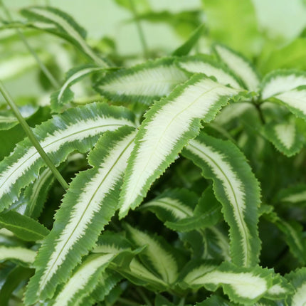Pteris cretica Albolineata - Ribbon fern - with white plant pot - ↕20cm - Ø12cm