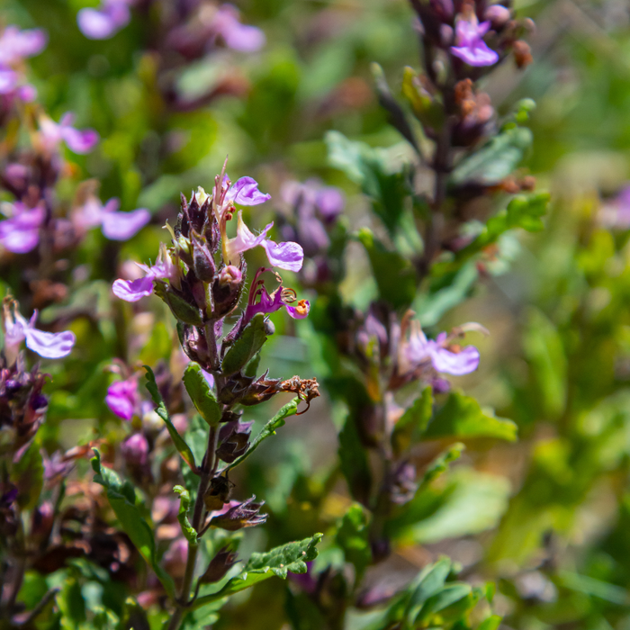 12x Teucrium lucidrys - ↕10-25cm - Ø9cm