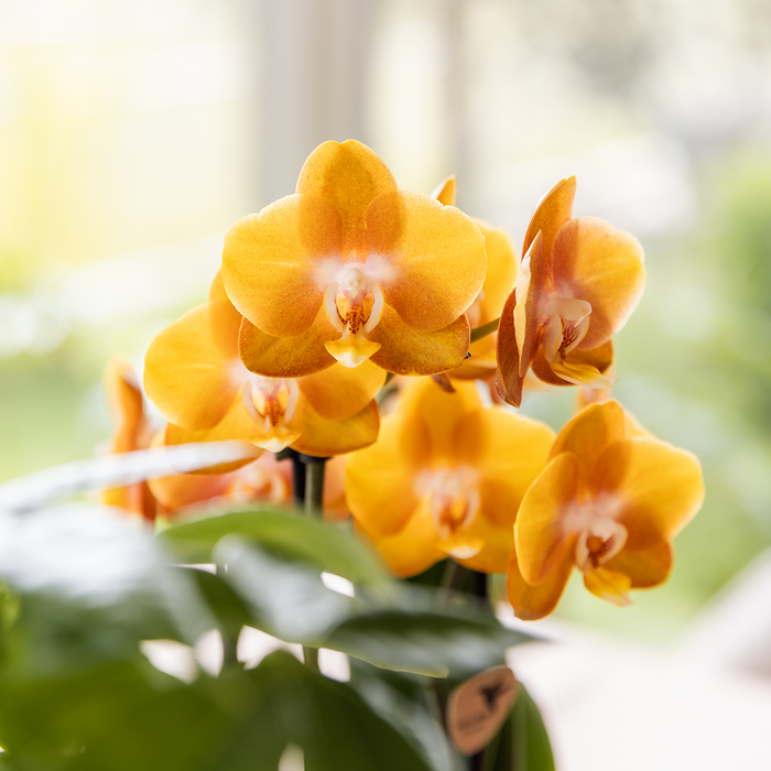Kolibri Orchids | Oranje/gele Las Vegas orchidee + Retro oker sierpot - potmaat Ø12cm | bloeiende kamerplant – vers van de kweker