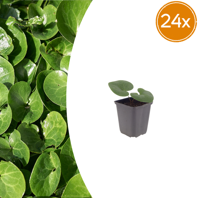 Asarum europaeum - Mansoor - ↕10-25cm - Ø9cm - 24x