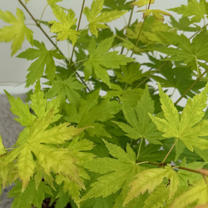 Terrasplant - Japanse Esdoorn - Acer palmatum Orange Dream - Oranje - 2 Planten - Bladverliezend - ↕70cm - Ø19cm