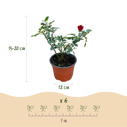 Rosa Rote Feen - Rose - Hårdfør - Rød - 1 Plante - Potte 12cm - Højde 20-25cm