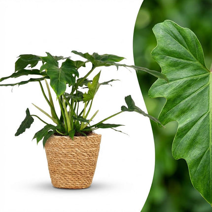 Philodendron Lacerum - met Mand - ↕65cm - Ø19cm
