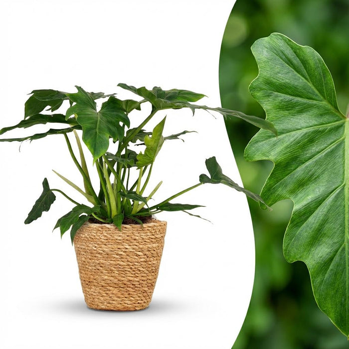 Philodendron Lacerum - met Mand - ↕65cm - Ø19cm