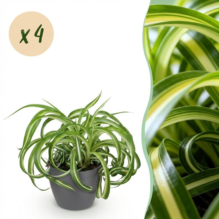 Chlorophytum comosum Bonnie - Krullende Graslelie - met grijze plantenpotten - ↕20cm - Ø12cm - 4x