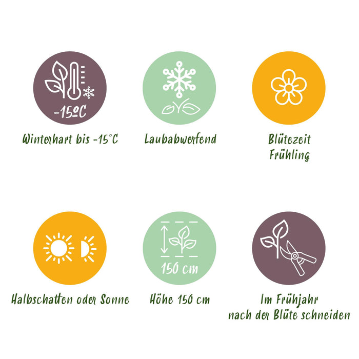 Magnolia Susan - Bloem Paars - 3 Planten - Bladverliezend - Weinig Onderhoud - Pot 12cm Hoogte 30cm