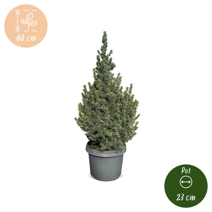 Picea glauca Sander's Blue - Blauwe kegelspar - Blauw - Kerstboom - Ø23cm - ↕60cm